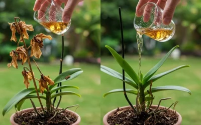 How to Revive Dying Orchids: A Natural and Effective Method
