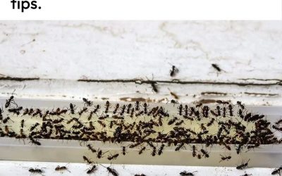 How to Get Rid of Ants in Your House and Yard