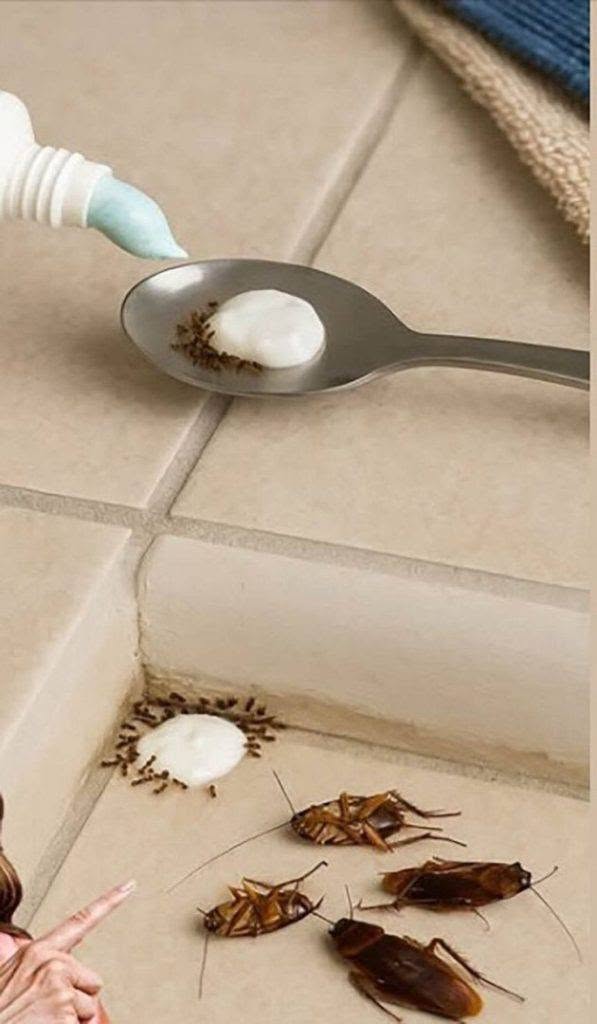 Put that in your house for an hour and you will never see flies, mosquitoes or cockroaches again.