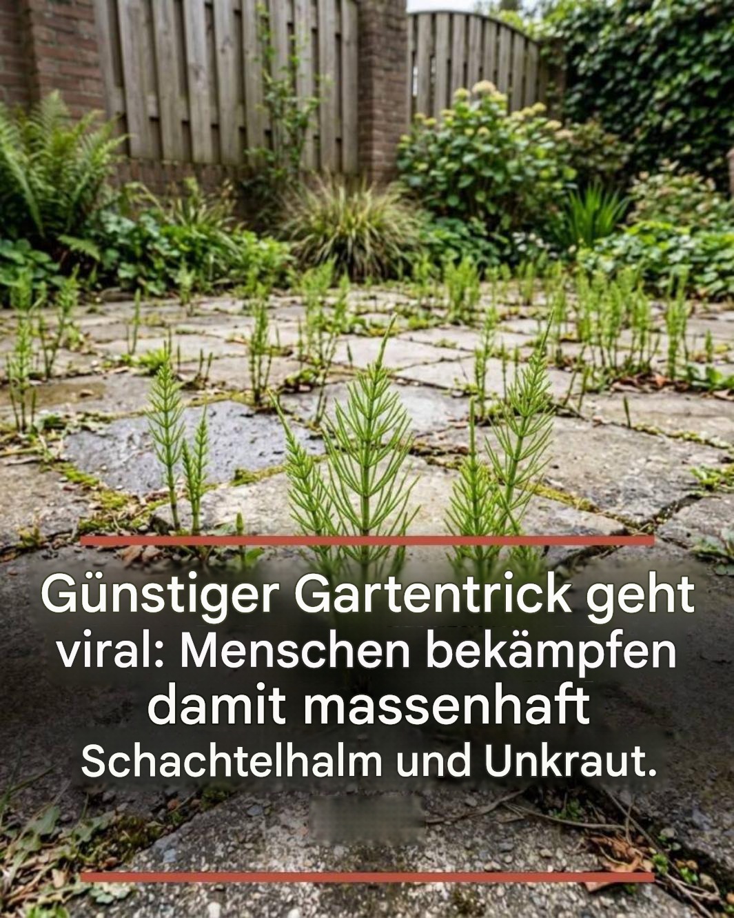 Cheap gardening trick goes viral: people use it to combat horsetail and weeds on a massive scale.