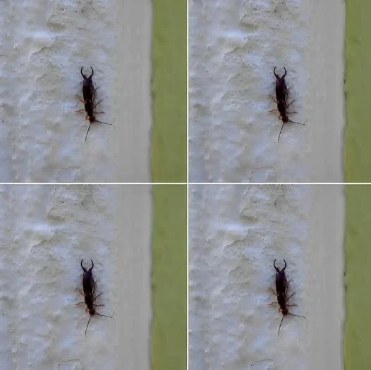 Look out! If you found these insects in your house, it's a sign that you should... show more...