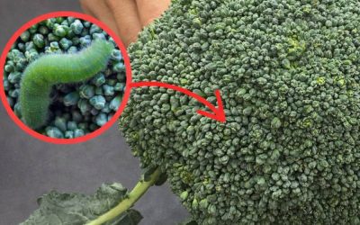 Washing broccoli with just water is wrong: This is the correct way.